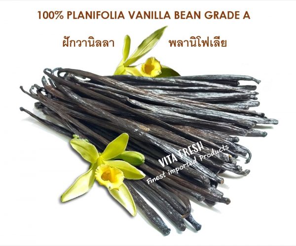 planifolia vanilla bean