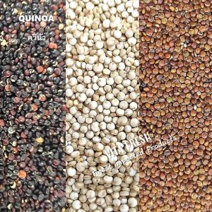 Quinoa ควินัว