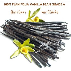 planifolia vanilla bean